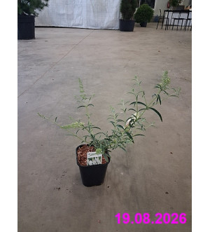 Buddleja dav. 'Nanho White' C 1,4 L